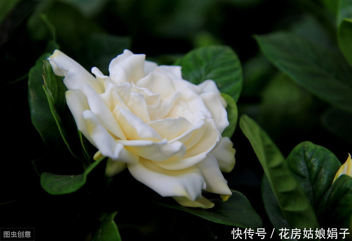 修剪|茉莉花、栀子花开了一茬又一茬,原因这么简单,一步就能做到