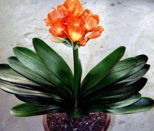 君子兰“烂边”提高警惕，用好“窍门”，叶片绿油油，花朵长不停