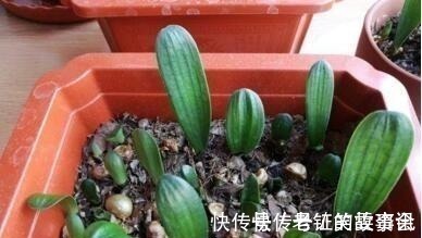 养花就浇“1种水”,盆土不板结,叶绿花还多,比施肥强得多!