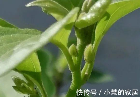 这花再不开,断水7天,杆子长满小花苞