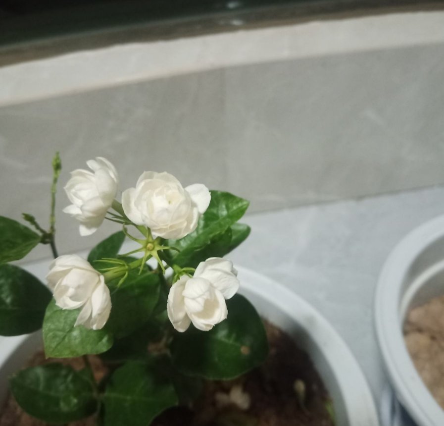 茉莉年年冬天死?症结就在这5点,做好了没毛病