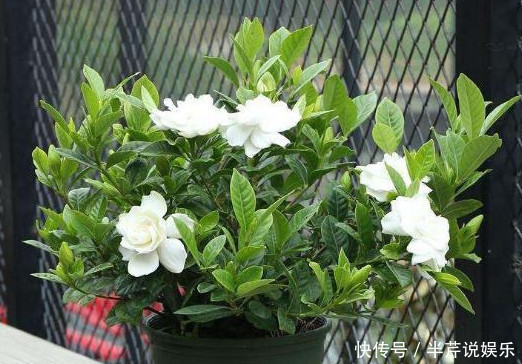养栀子花、茉莉花这点最关键,不黄叶掉叶,开花多又香,爆满盆!