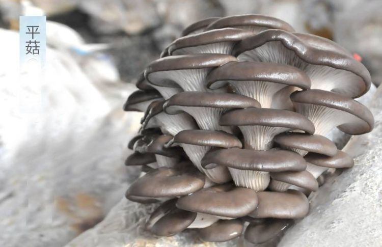 买平菇，挑大的还是小的？菇农教你4个妙招，新鲜品质好，更好吃