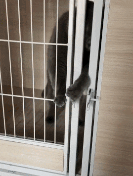 |搞笑GIF：你永远不知道妹子的脸有多大