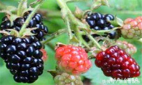 黑莓|女性不想黄脸婆,推荐4种食物,滋阴补阴,养颜抗衰,排毒抗菌