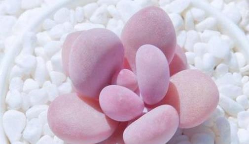 泥炭土|多肉植物桃蛋如何变得圆润胖嘟嘟,粉嫩有光泽,教你3招轻松爆盆