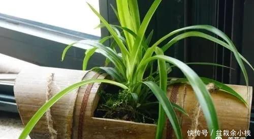 家中旧物拿来养花,1个花盆也不用买,种了满屋的花,漂亮实用