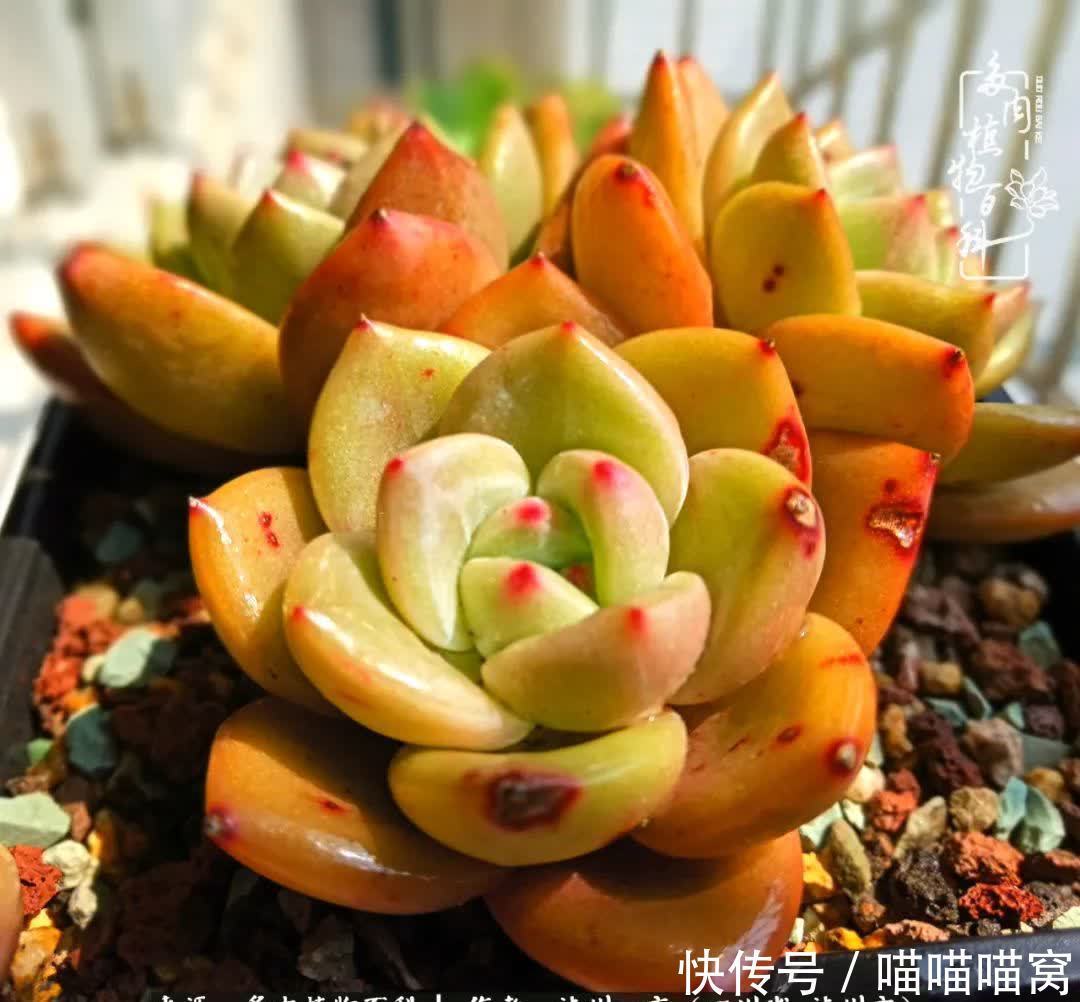 今日阳光正好怎能浪费?多肉美照拍拍拍!