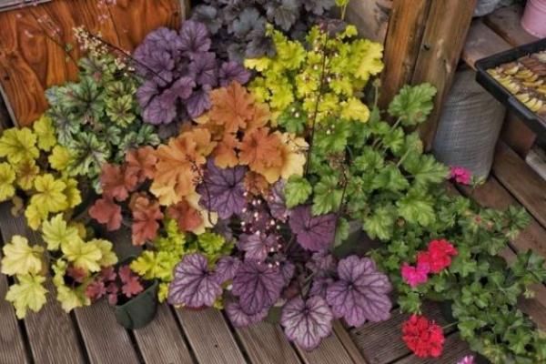  花园|冬季小花园光秃秃，不如试试这几种耐寒苗木花卉