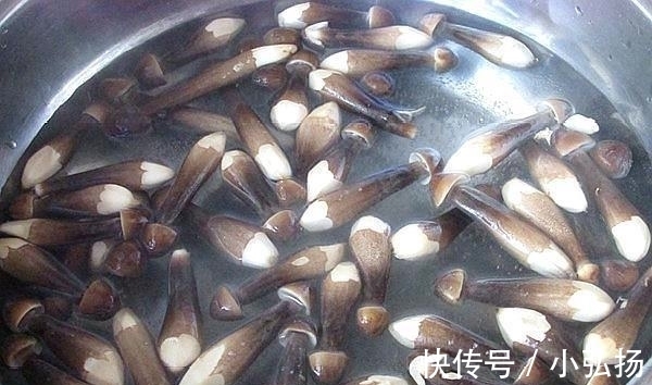 鸡枞菌|有钱就买这菜，300元多1斤，比松茸还贵，味香甜脆嫩，超滋补