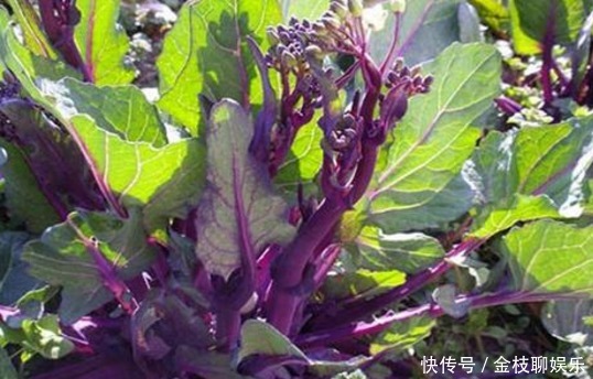 红菜苔图片几月种植