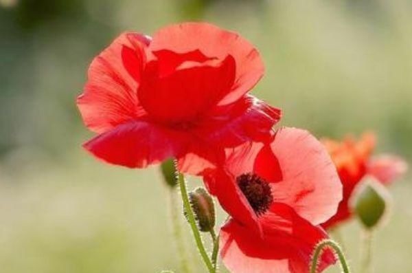 吸臭强性强的4种花，摆在卫生间里，杀菌驱虫，比清新剂还好用