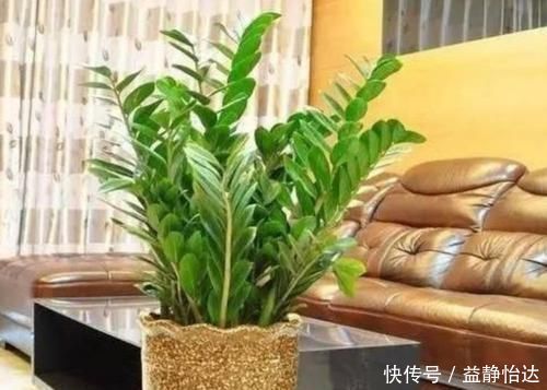 养花就养这几款,全年开花不停,颜值高,随便一养成花海!