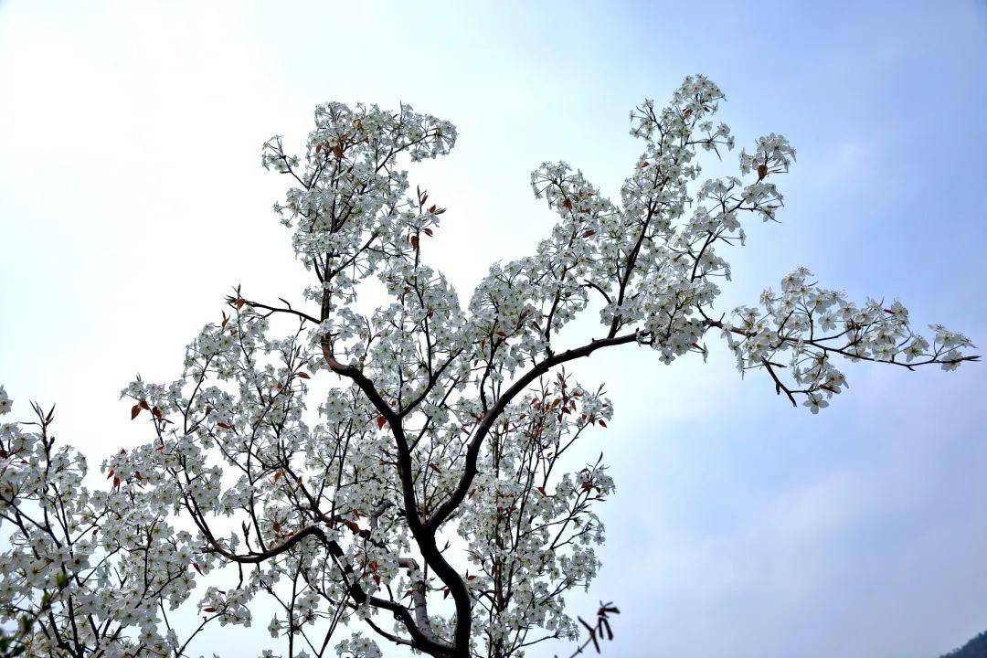 千树万树梨花开，东山梨园飘香