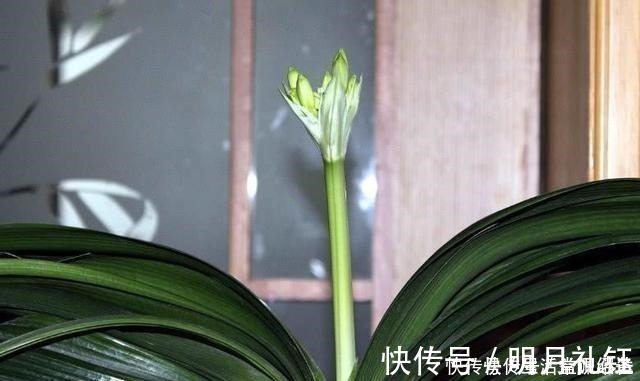 浇水|退休老人养君子兰,花箭长到60厘米高,只用了1种土和1种水!