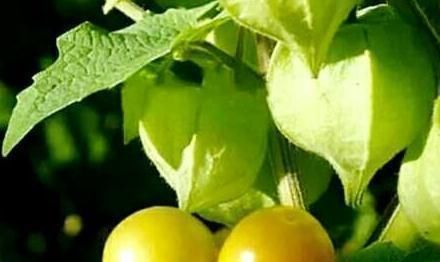 糖尿病|农村这种野果，降血压，增强心脏功能，治疗糖尿病，城里人抢着吃