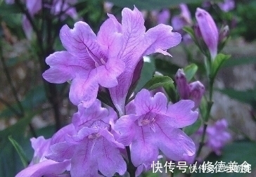 流脑|乡村常见野草,没想到竟是清热解毒、预防流脑的良药,吃过赚大了