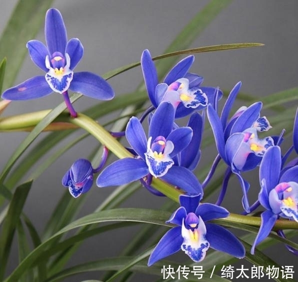 国兰|此兰是我国独有,曾88万一盆,现一苗不足百元,养一盆真值
