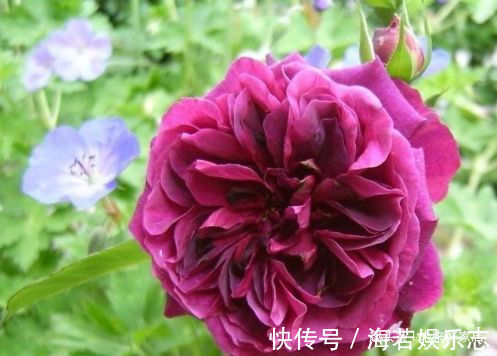 花色|喜欢玫瑰,不如养盆“高档玫瑰”曼斯特德伍德,花色深红,好养活
