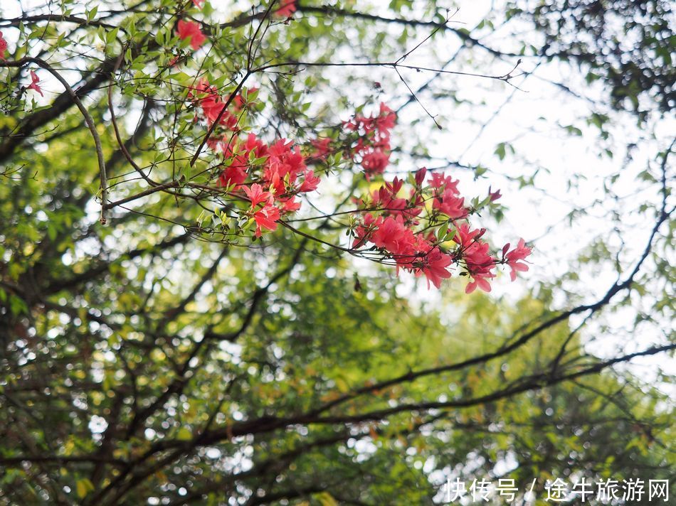 桐庐天子地，集樱花林、溶洞、湖泊峡谷的小众目的地，人少景美