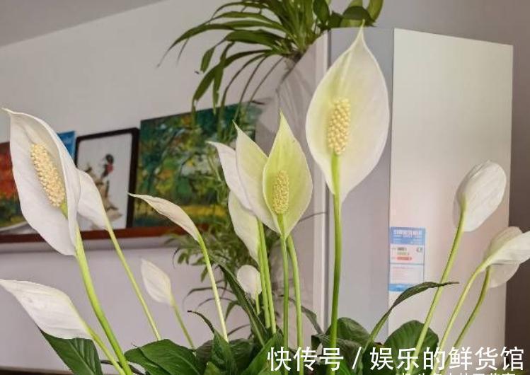 4种“懒人花”,适合“上班狗”,不用费时打理,好看好养好开花