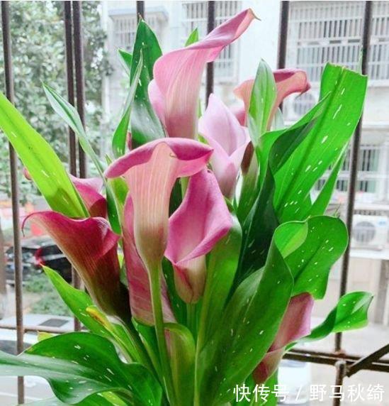 水果香|阳台养上“4种花”，花色多、花期长，美得倾国倾城，绚丽多彩