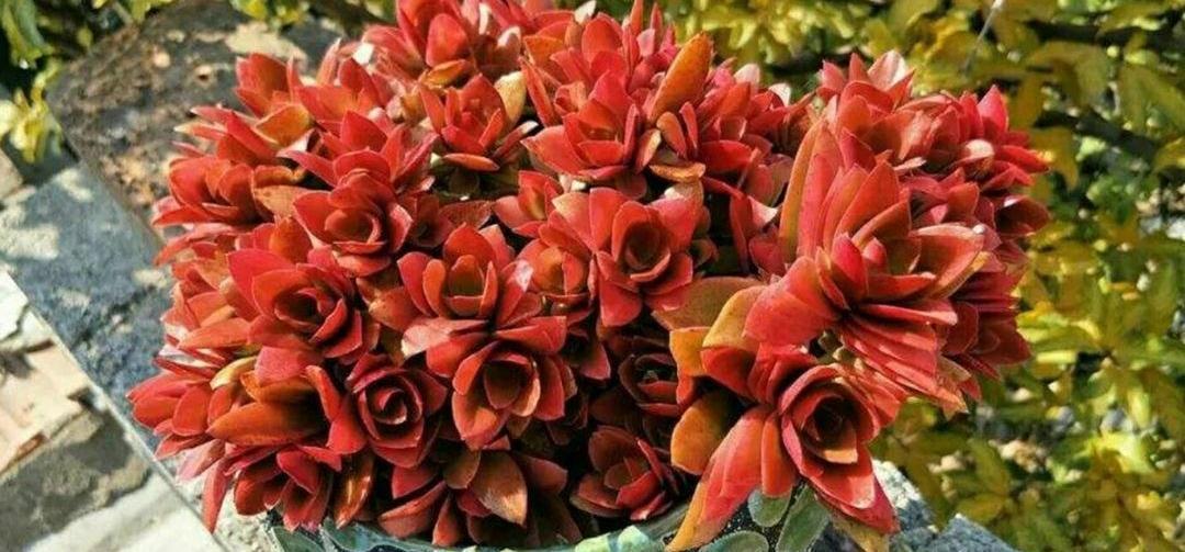 阳光|秋季想让火祭变红也不难，只要做好4点，红火喜庆好漂亮