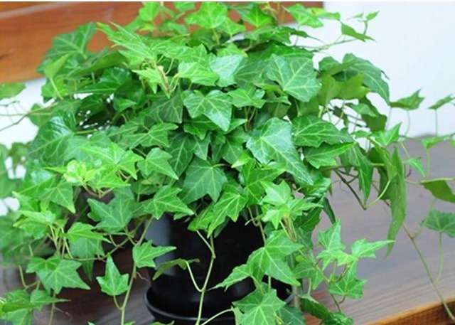 有害气体|这5种植物放卫生间再好不过了，除湿去异味，好养活！