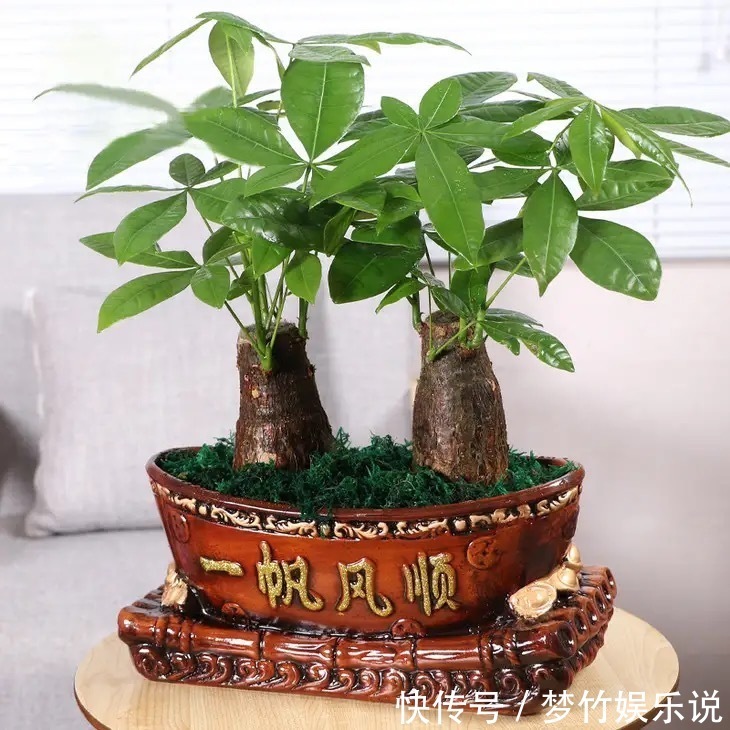 常见的四种“聚财”花,好养又漂亮,你更喜欢哪一种呢?