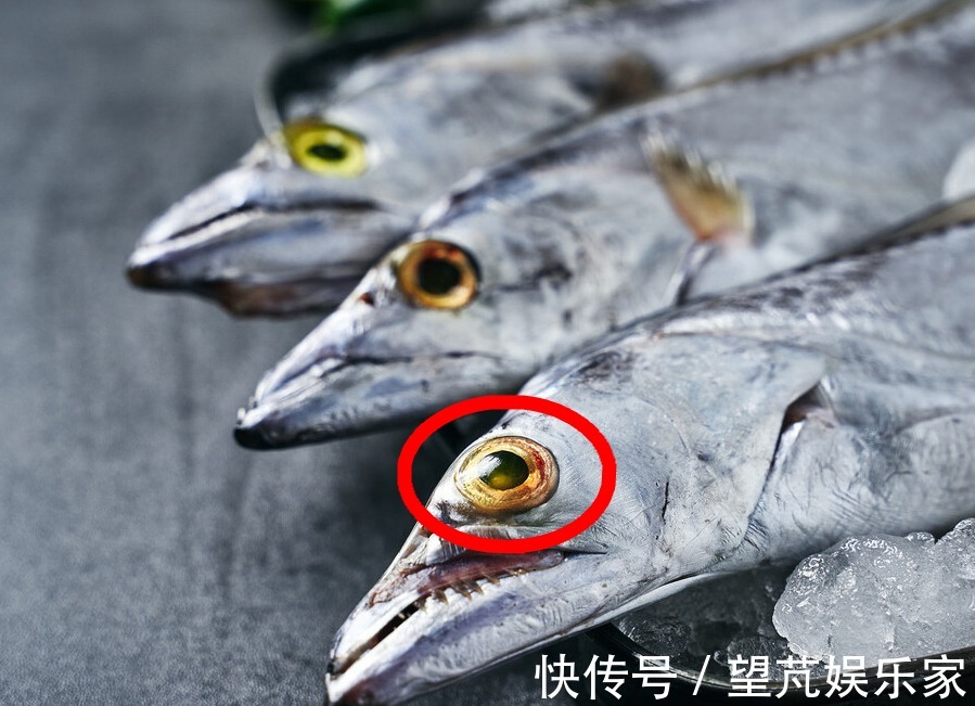 黄眼睛|黄眼睛和黑眼睛的带鱼哪种好吃海边人教你,只选对的不选贵的