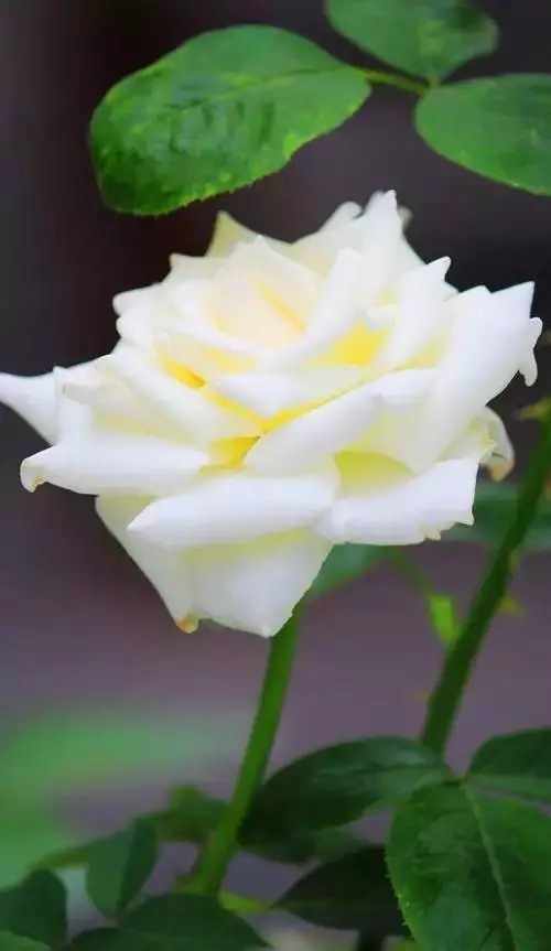 中国十大名花欣赏,美极了!