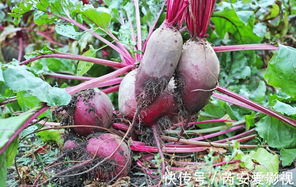 糖類物質|血糖高不能吃花生？醫生提醒：不僅花生，這3種蔬菜也要少吃