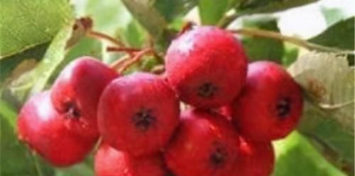 滋润|女性推荐吃此3种食物,排毒减肥、滋润肌肤,延缓衰老,早吃早好