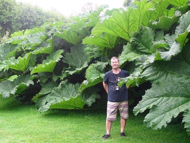 阳台|世界最大的叶子是它，1片能给10人遮雨，阳台种一盆就挤爆！