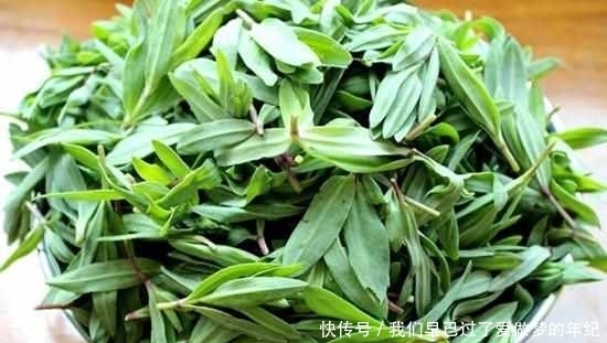 景天三七|常見的野菜都有多種功效，對癥吃才不浪費