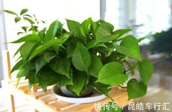头疼不知道盆栽绿萝喜欢什么？日常注意2方面，枝叶轻松长爆盆