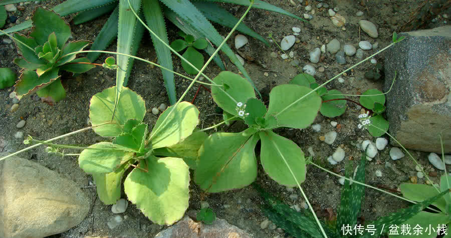 多肉珈蓝菜属，唐印、月兔耳、江户紫、落地生根、趣蝶莲、千兔耳
