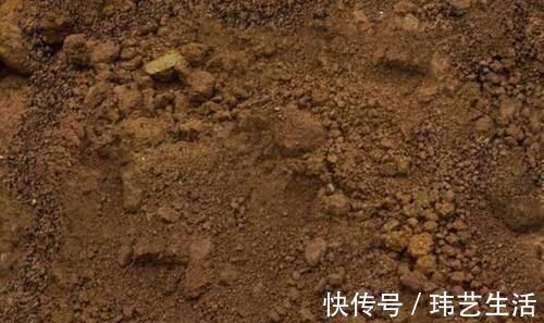 这4种土不能养花,很容易招虫烂根,养啥花都活不久