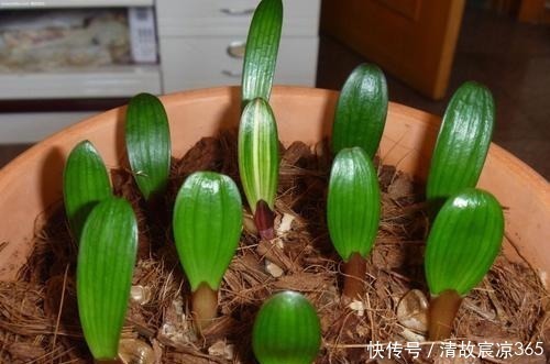 生根剂|最厉害的生根剂，盆里放一点，蹭蹭长出大白根，养啥都旺盛！