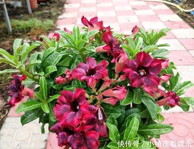 买回来|沙漠玫瑰买回来有3岁了还不开花是怎么回事?求解决方法