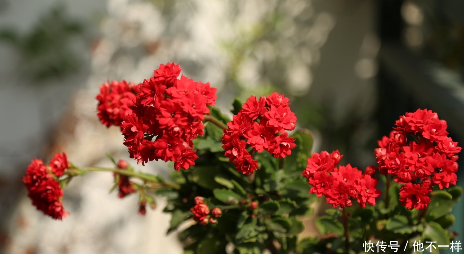 花朵|新手养长寿花,“它”是关键,做好了花朵爆满盆!
