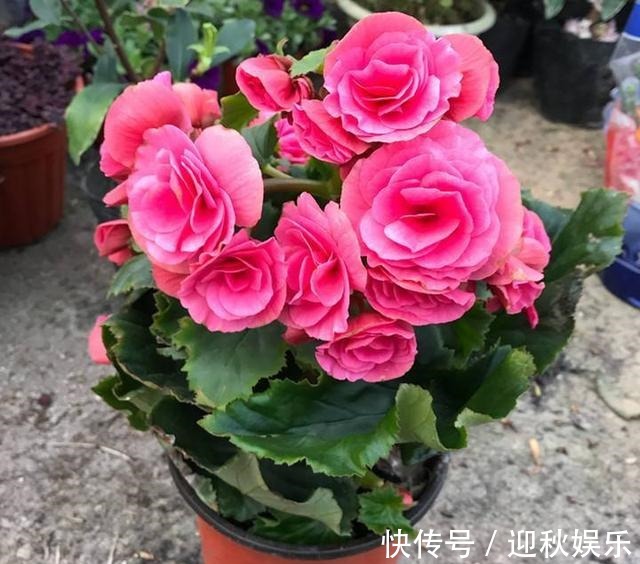 众说纷纭，丽格海棠真的难养它只是生长条件高，养开花并不难