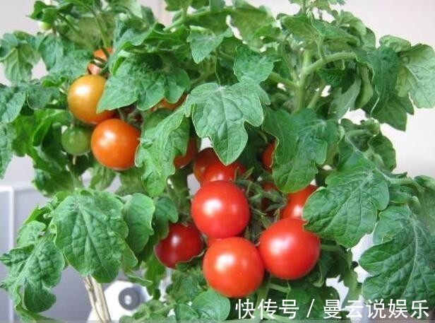 西红柿|在家阳台盆栽这4种水果,不仅好养活,结果还多,还可以当观赏品