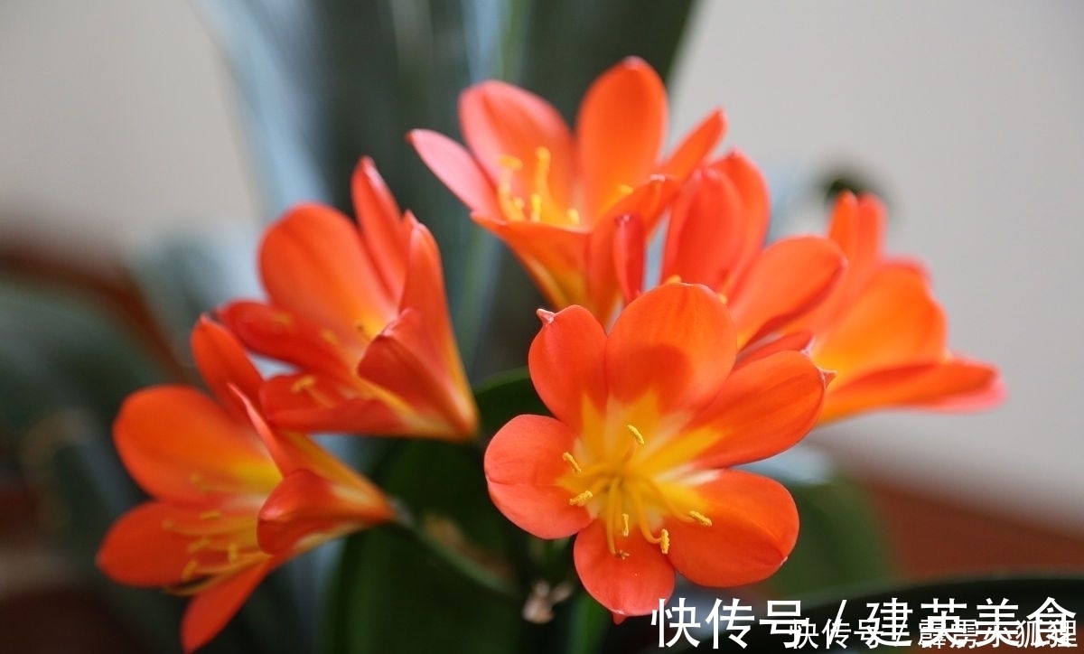 养护君子兰有诀窍,做对一件事,叶肥、花美、长势旺,特别漂亮