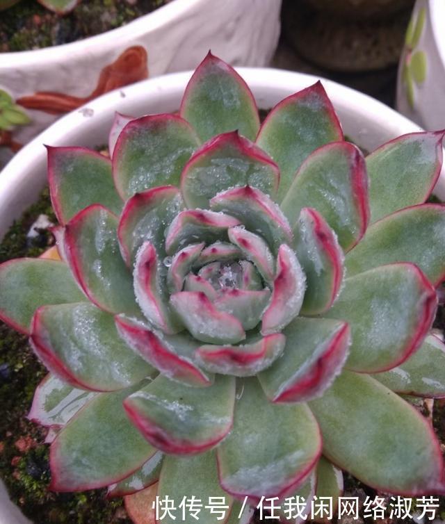 养多肉,不讲究,风风雨雨,依然安好