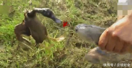 鱼饵|放鸭子到水里,鸭子上岸,后面还拖上来一条鱼,原因让人想不到