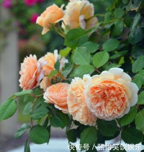 家养此款花卉,花大色艳胜玫瑰,全年开花不断,花开美观又大气