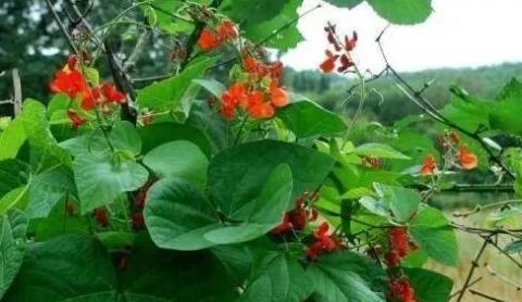 补血|常吃此“豆中之王”，能健脾壮肾，抗风湿，补血补钙，你认识吗