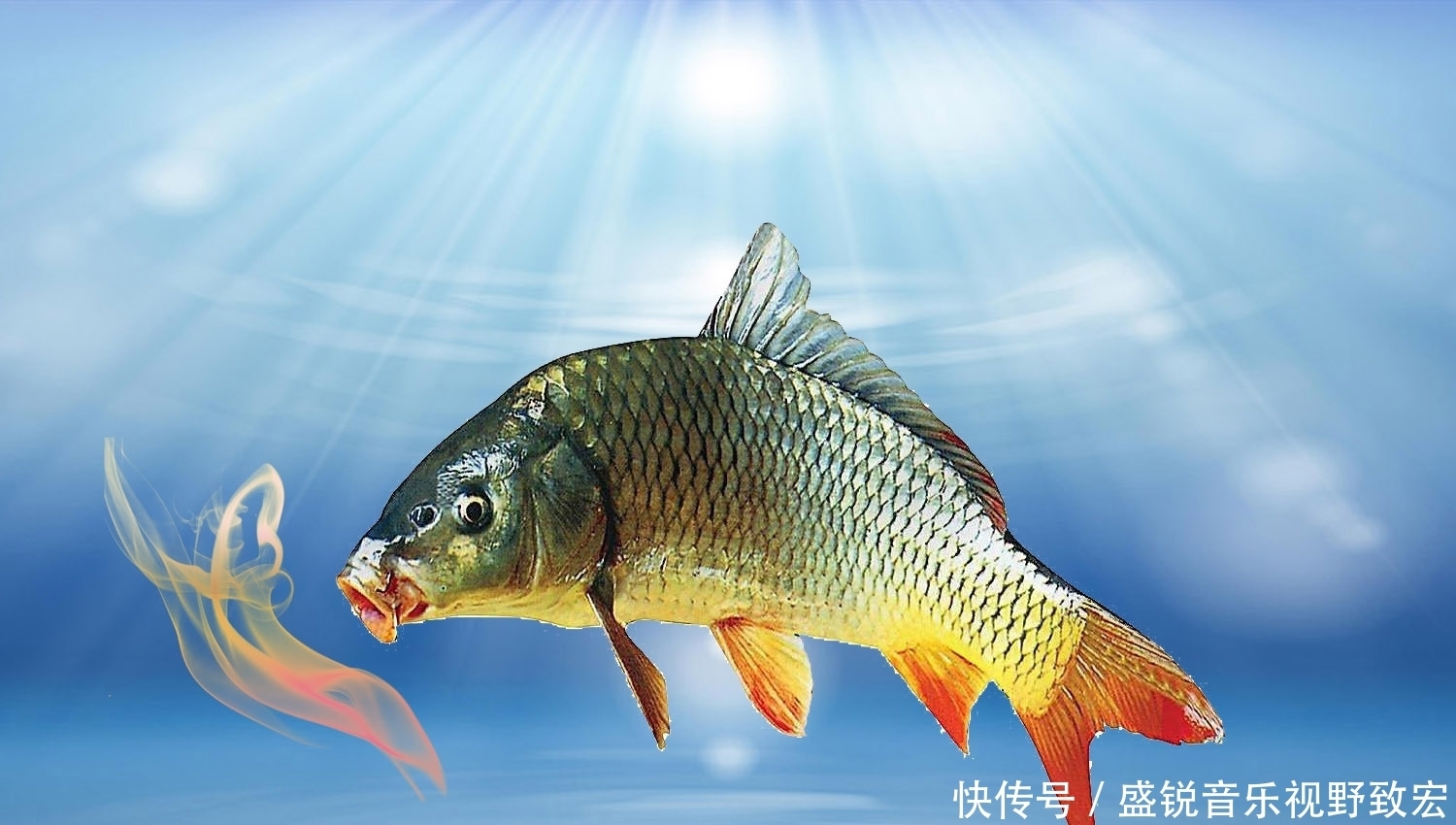谁与争锋|什么物质的气味是鲤鱼非常喜欢的?钓鲤鱼轻松爆护的四种物质