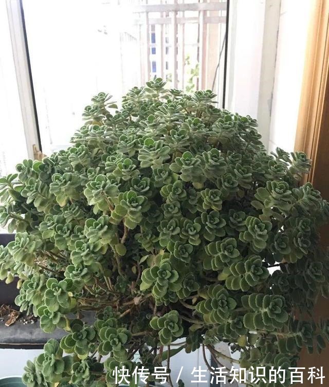 想省心就养这些花,没有病虫害,就爱开花!想省心就养这些花,没有病虫害,就爱开花!